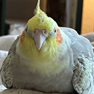 Meet your Posher, Dell